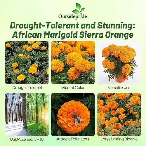 Miniatura 2 de Outsidepride Tagetes Erecta - Caléndula africana naranja para macizos de flores o recipientes grandes 1000 semillas
