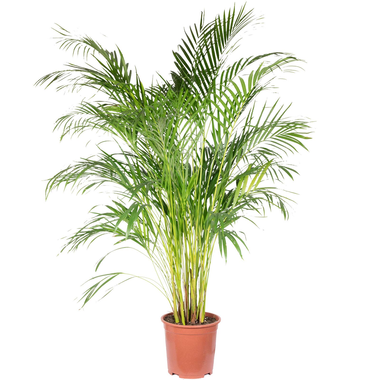 Goldfruchtpalme - pflegeleichte Zimmerpflanze, Areca Dypsis Lutescens - Höhe ca. 120 cm, Topf-Ø 24 cm