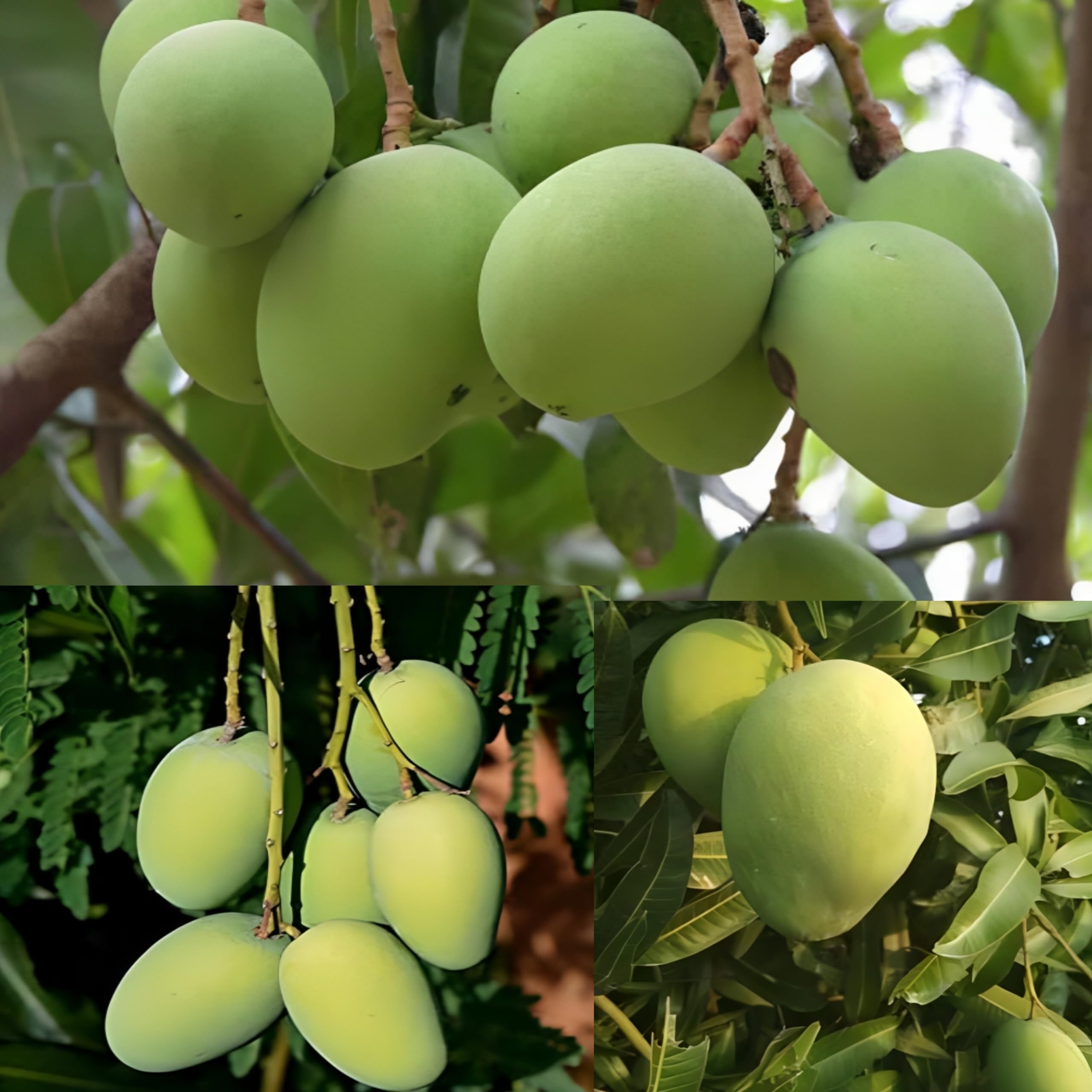 Pyanabi Combo 2 Banganapalli Mango Tree Hybrid (Height-2-3 Feet) Live Amba Plant Hybrid Mangoplant"King Of Fruits" Healthy Live Plant For Home Garden (B0CG7724NT) Amazon Price History, Amazon Price Tracker