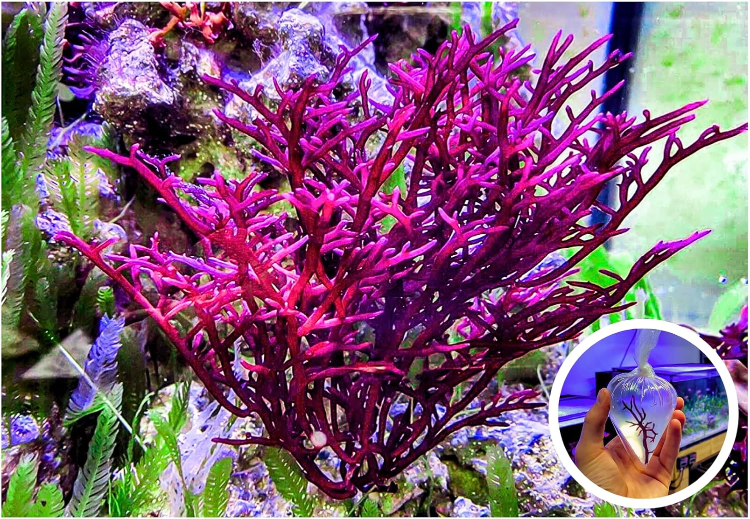 Live Macro Algae Red Bush Gracilaria 2" Frag - Red Branch Macroalgae Saltwater Coral Reef Refugium Sump Aquarium