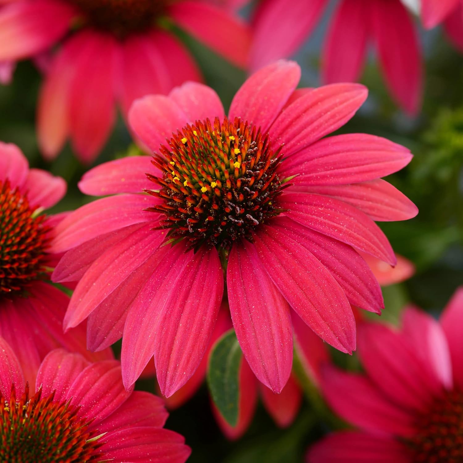 YEGAOL Garden 100Pcs Dark Red Coneflower Seeds Echinacea