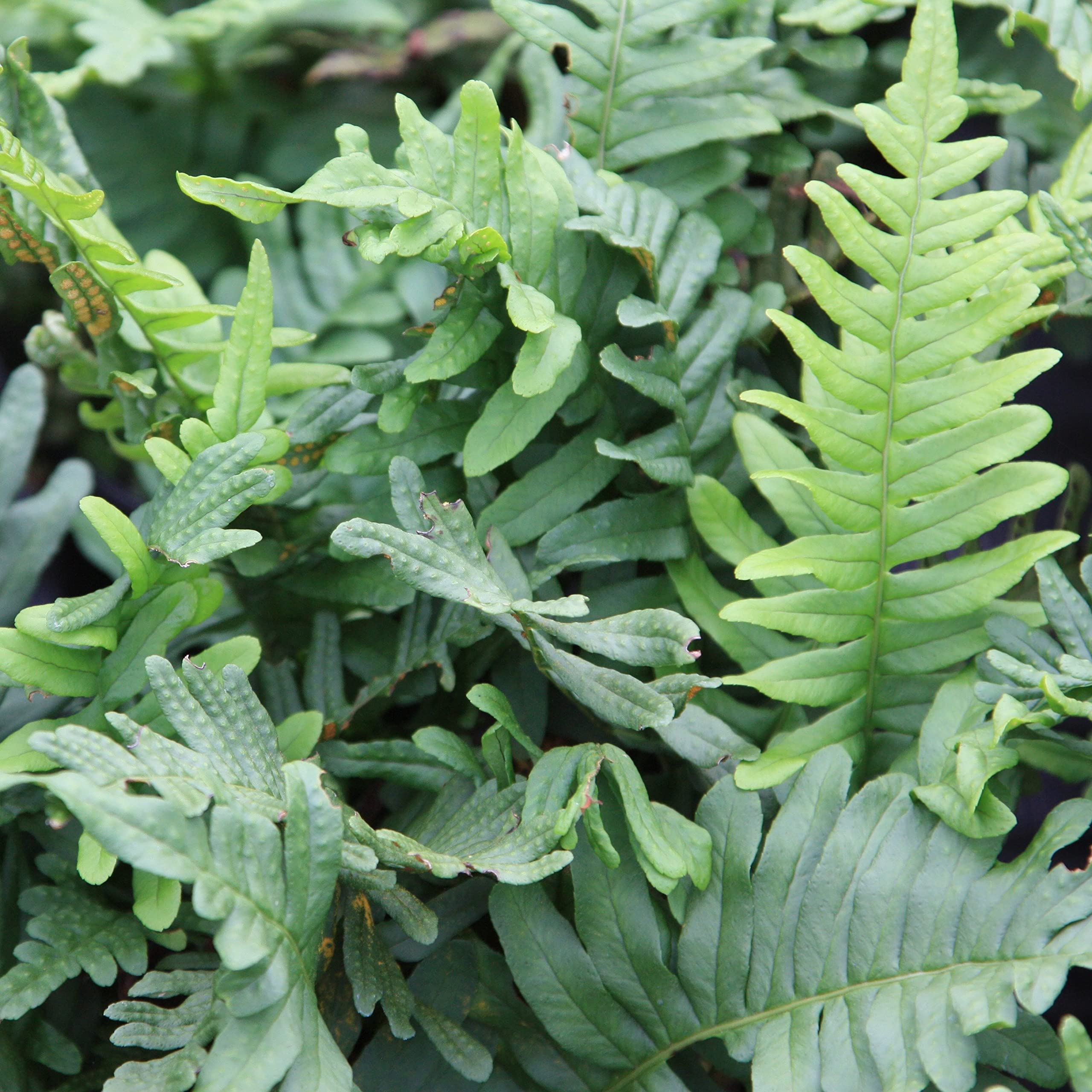 Plant Theory 2L Pot Common Polypody Polypodium Vulgare Hardy Outdoor Ferns Jungle Plant Trunks