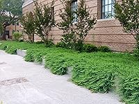 Vista 1 de Juniper Blue Pacific - 30 plantas vivas - Cubierta de suelo de hoja perenne resistente al frío tolerante a la sequía
