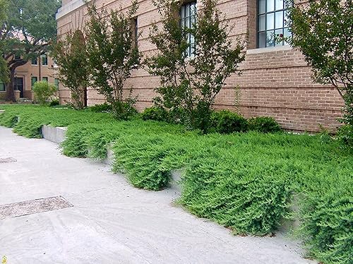 Juniper Blue Pacific - 30 plantas vivas - Cubierta de suelo de hoja perenne resistente al frío tolerante a la sequía