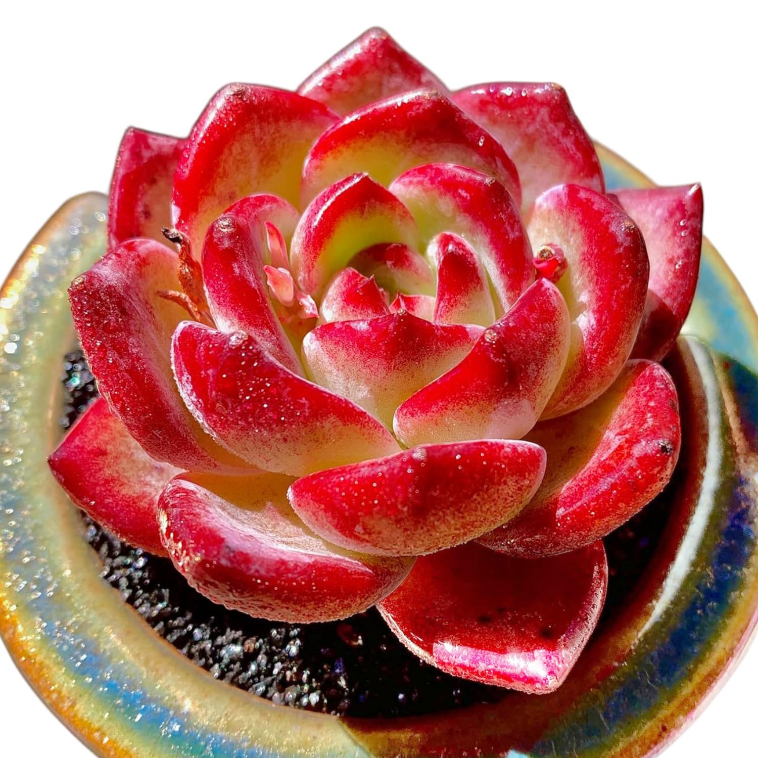 Echeveria Daredevil Rare Succulent