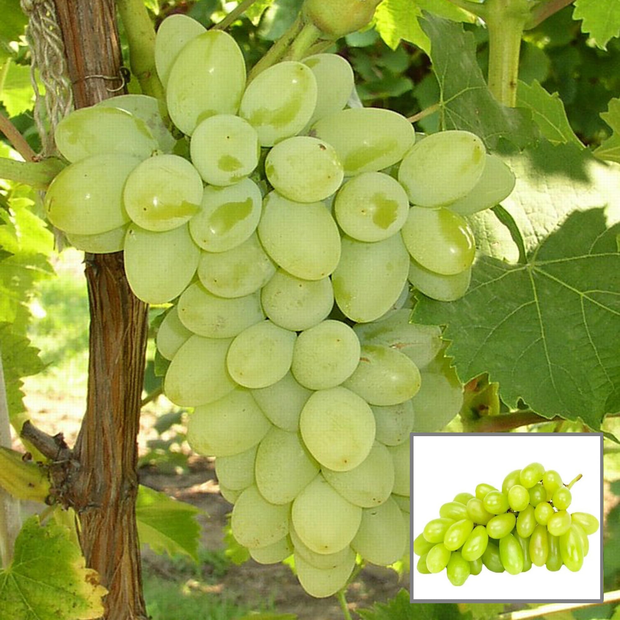 TAPOBON Super Sonaka Seedless Grapes Angoor Layering/Grafted Fruit Live Plant (B0CLX425VZ) Amazon Price History, Amazon Price Tracker