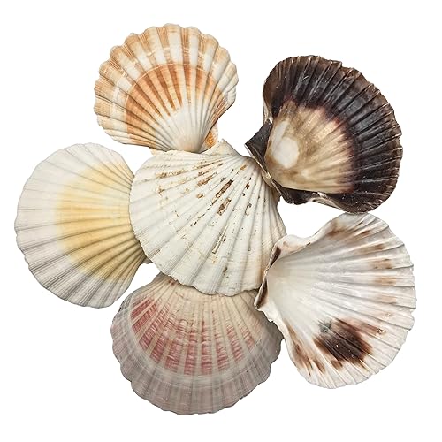 Miniatura 7 de PEPPERLONELY 6 piezas mezcladas grandes conchas de mar de vieira, profundidades irlandesas o conchas de hornear irlandesas, 3-12 pulgadas  4