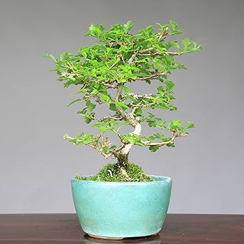 ミニ盆栽 ニオイカエデ 盆栽：ニオイカエデのミニの画像