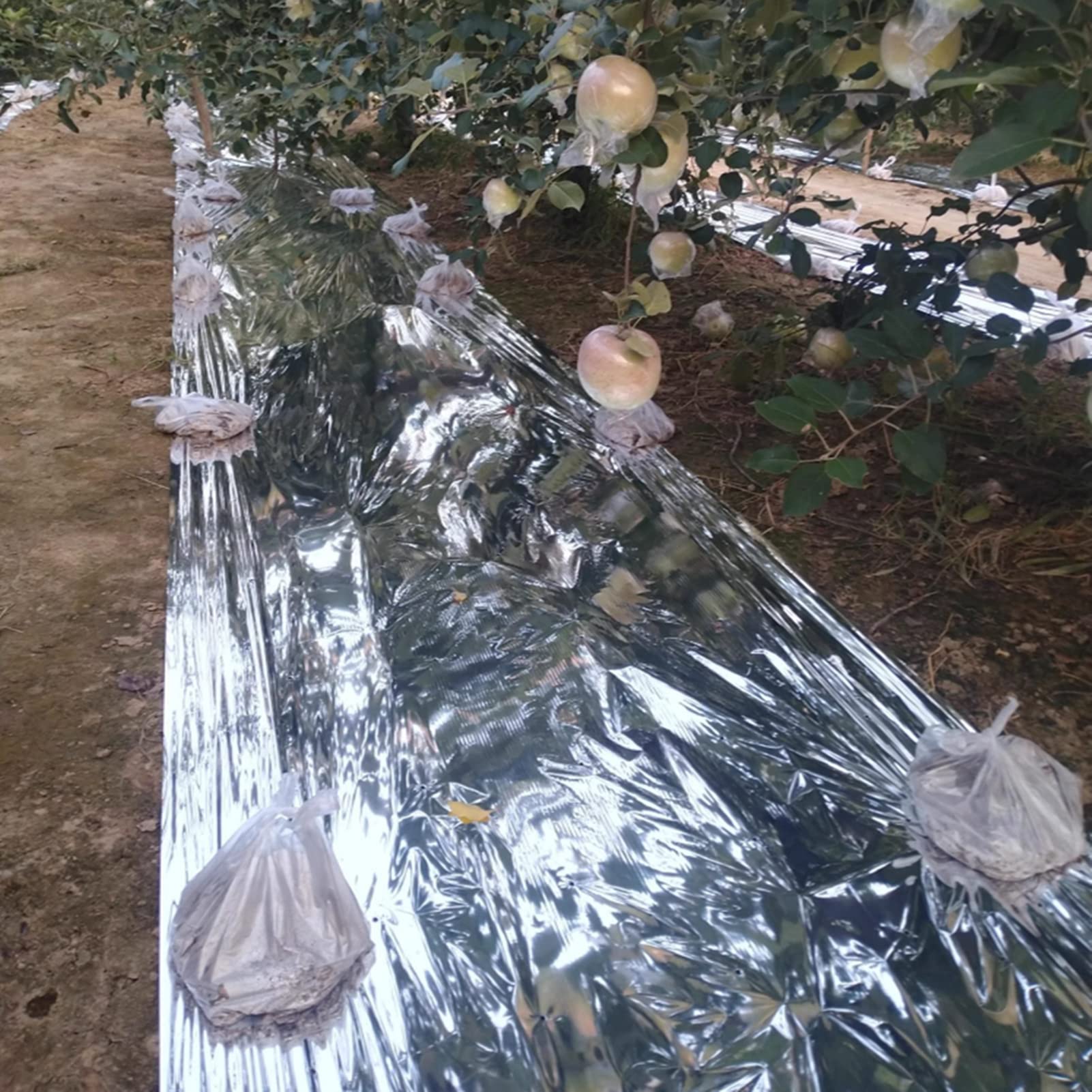 Film Réfléchissant Pour Plantes Zerodis - 210x120 Cm - Argent - Pour Serre Et Jardinage