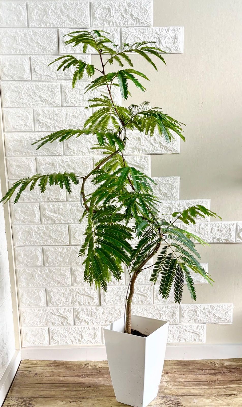 【現品】人気　エバーフレッシュ曲がり　観葉植物 Amazon｜エバーフレッシュ 曲がり 観葉植物｜観葉植物 オンライン通販