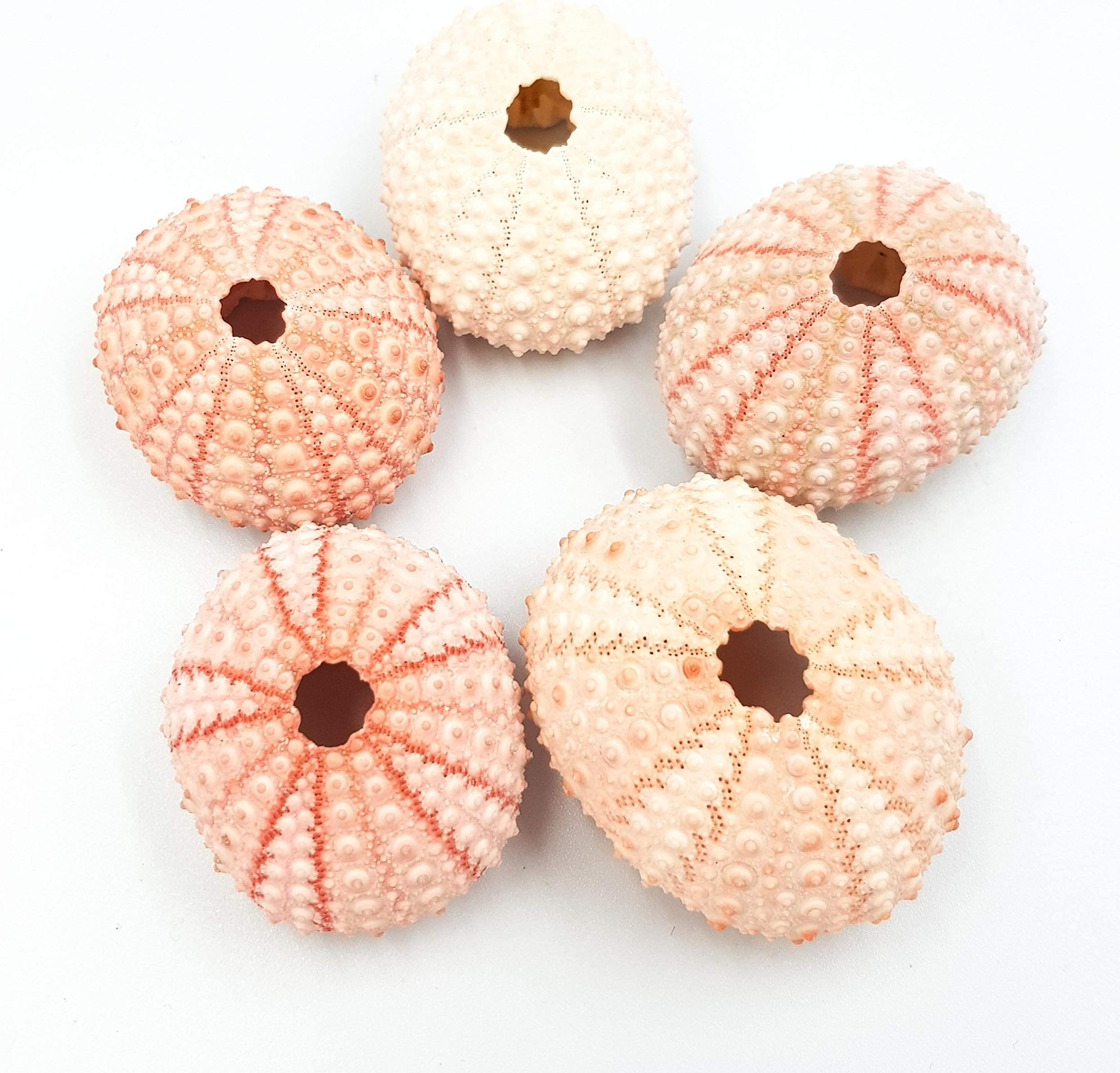 MaxJamPACK OF 5 Bright Pink Sea Urchins 4cm Seashells Nautical Sea Shells Urchin