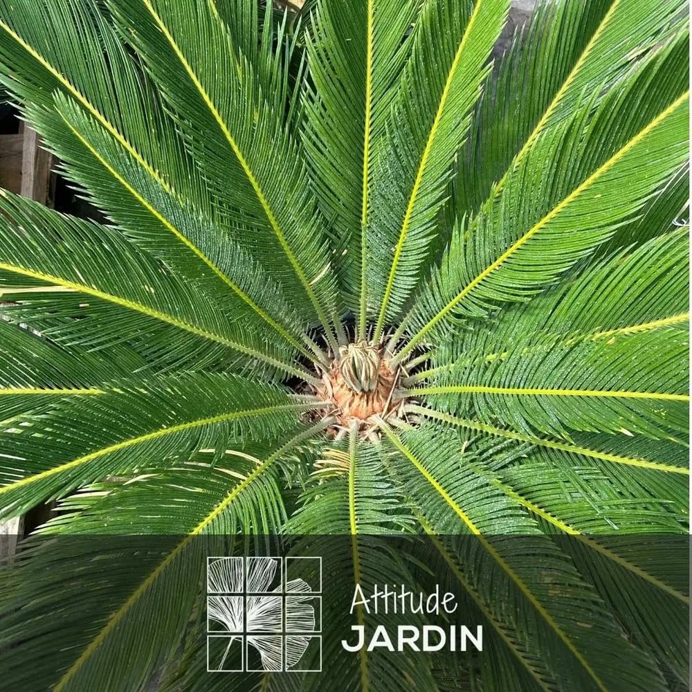 Cycas revoluta - palmier - stip 25 cm - 80-90 cm - ⌀ 30 cm - plante d'extérieur