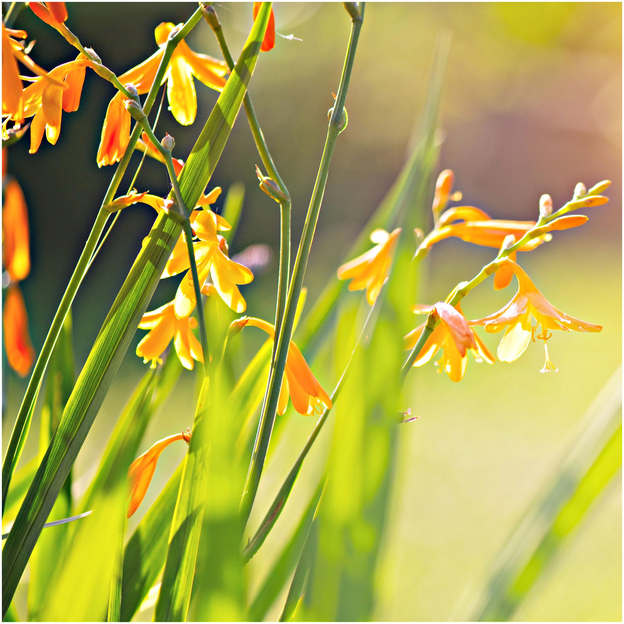 Crocosmia Γ crocosmiiflora George Davison in 9cm Pot