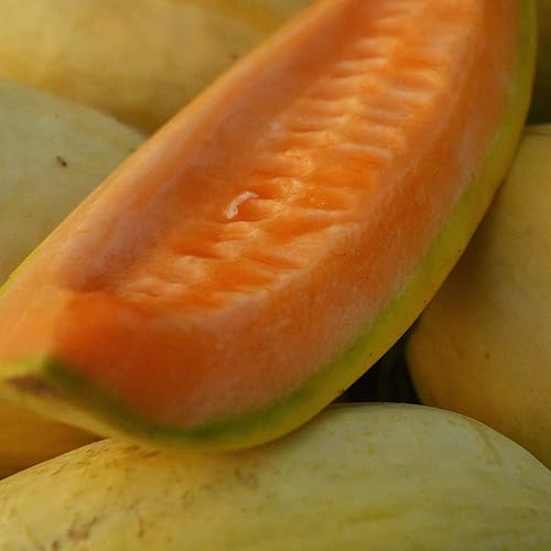 25 semillas de melón de plátano para plantar reliquia, sin OMG, 0.75+ gramos, semillas de melón de jardín, vegetales, melón de supervivencia a granel