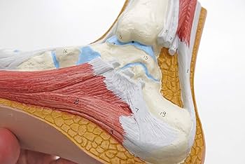 Amazon.co.jp: 正常・扁平足・凹足模型のお得なセット - 足アーチ Amazon.co.jp: 正常・扁平足・凹足模型のお得なセット - 足アーチ