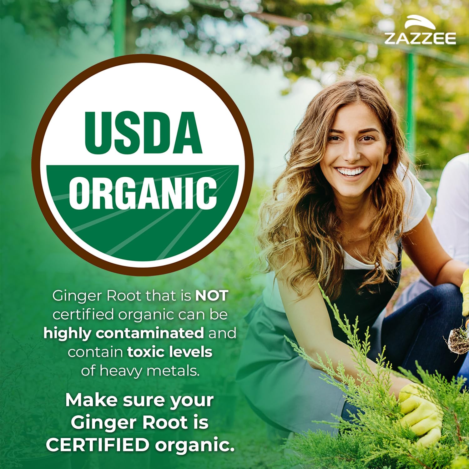 Zazzee USDA Organic Ginger Root 20:1 Extract, 5% Gingerols, 100 Capsules — Amazon image 2