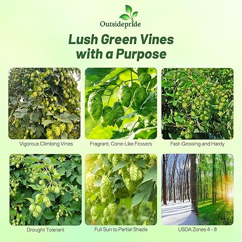 Miniatura 2 de Outsidepride 200 semillas de humulus perenne Lupulus lúpulo trepador semilla de planta de vid