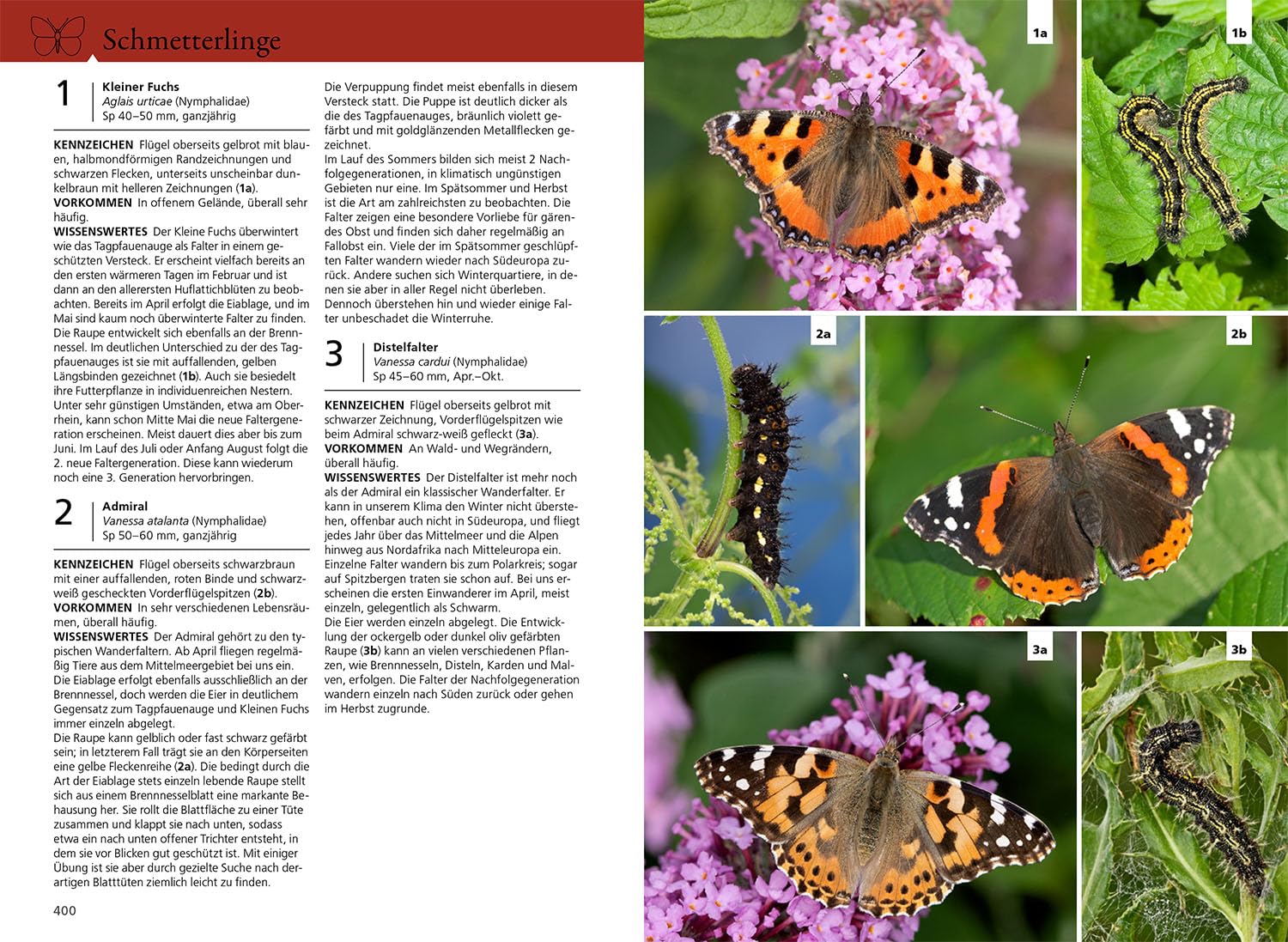 Der KOSMOS Insektenführer