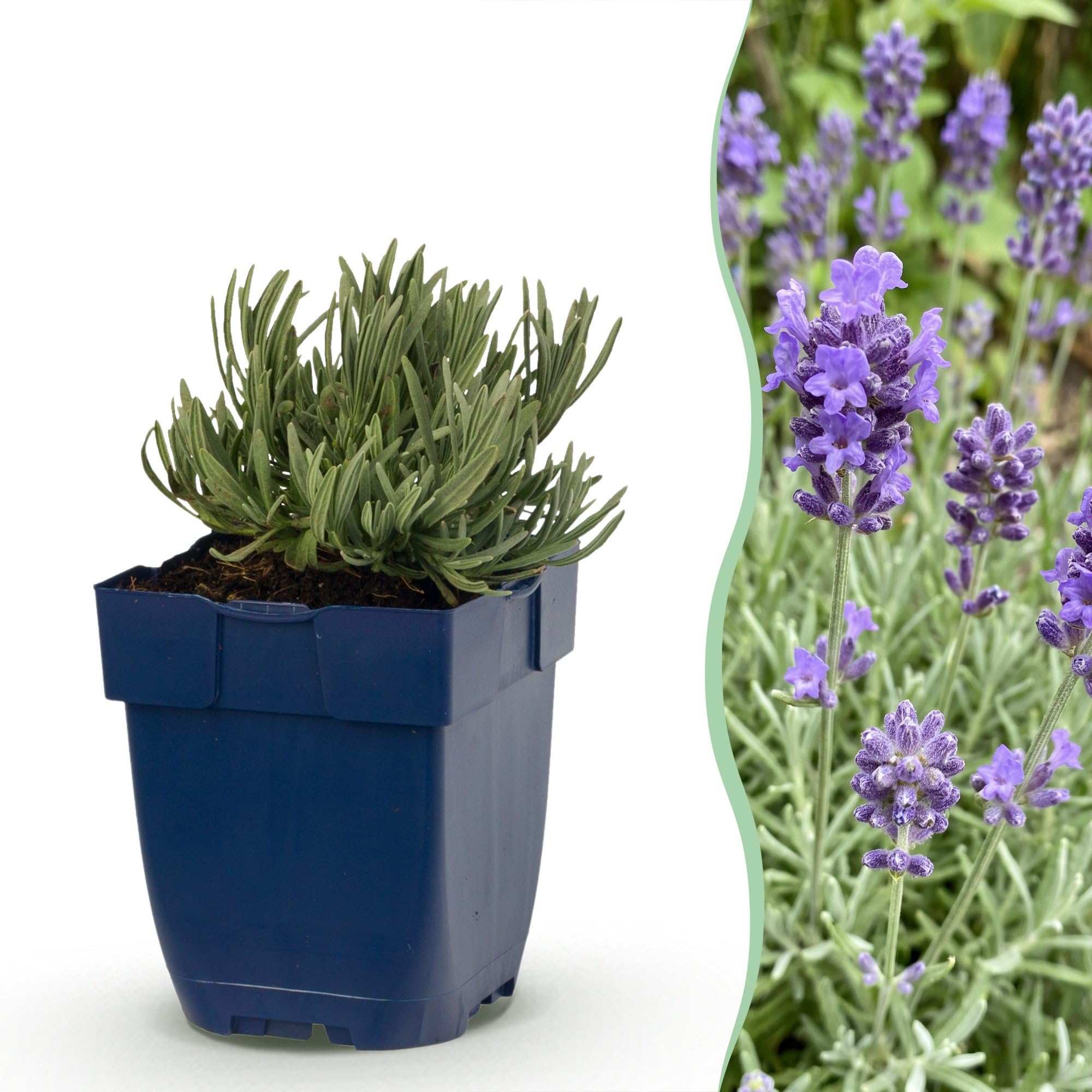 Lavanda Dwarf Blue Piante Perenni Profumate, Viola, Set da 6, Vaso 11cm