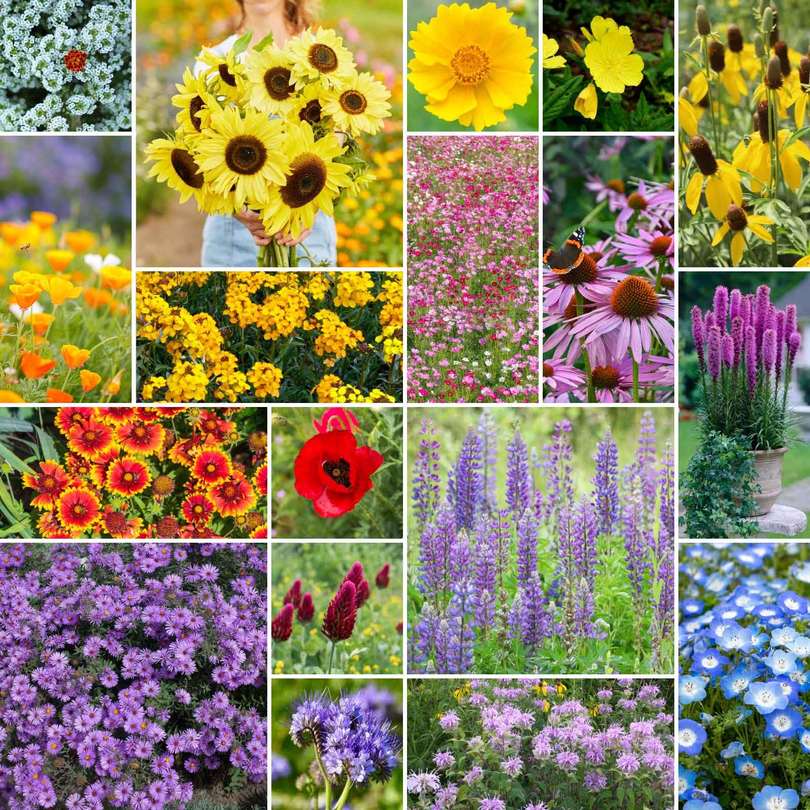 Eden Brothers The Bees Knees Wildflower Mixed Seeds