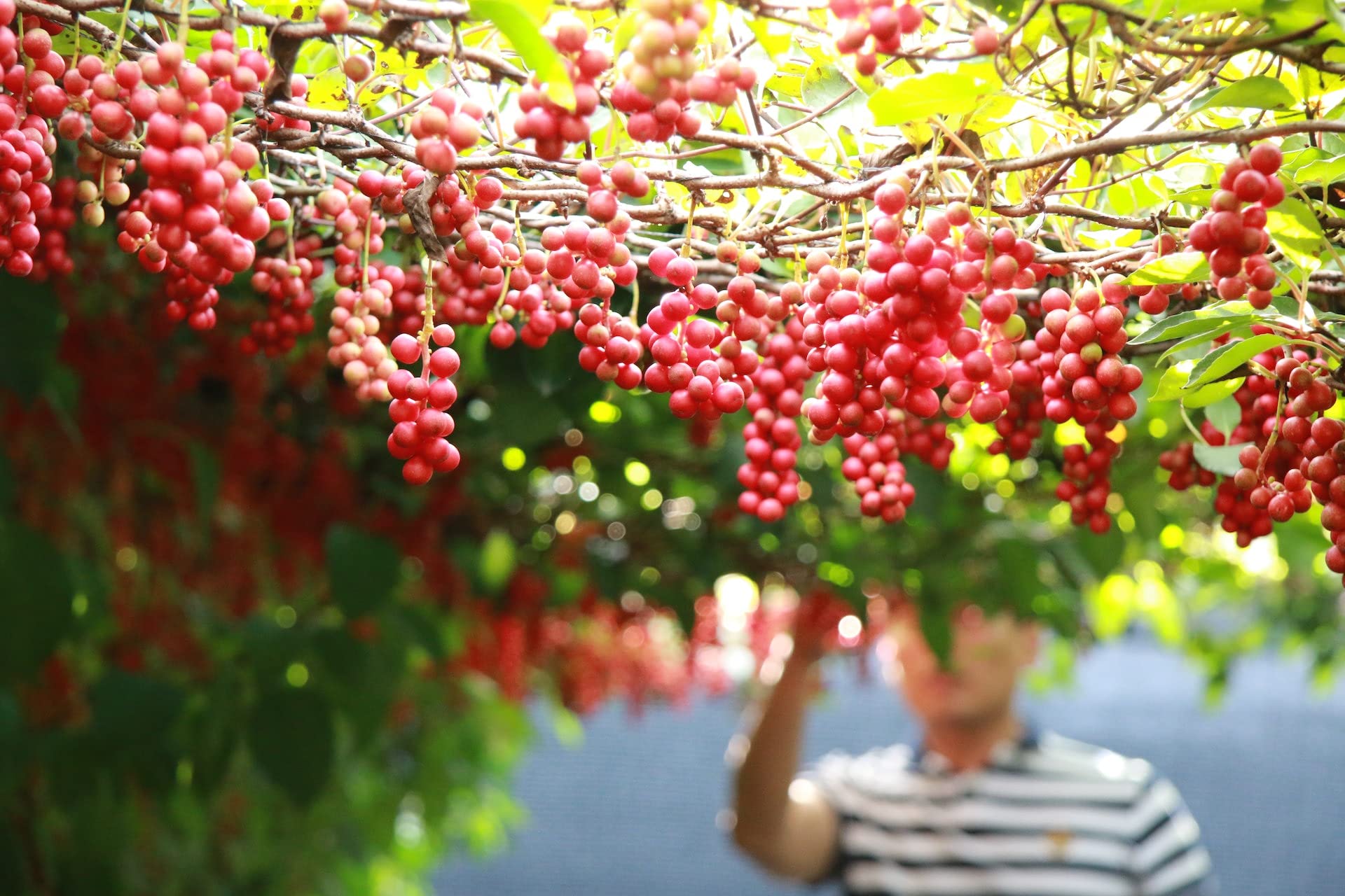 Eroanvia Red Australian Varitey Hot Climate Grapes Plant (Plant Height 2-3) Healthy Hybrid Live Frout Plant For Home Garden Angoor Sweet Fruit Plant (B0BFM2DH77) Amazon Price History, Amazon Price Tracker