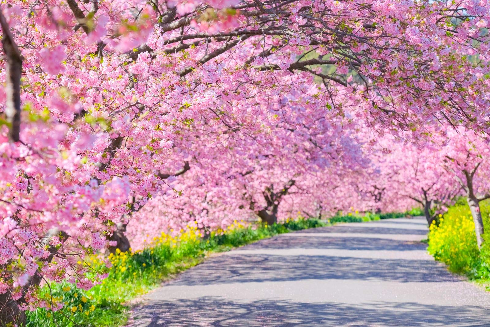 Amazon.co.jp: ND タペストリー 桜 桜並木 インテリア 春 おしゃれ