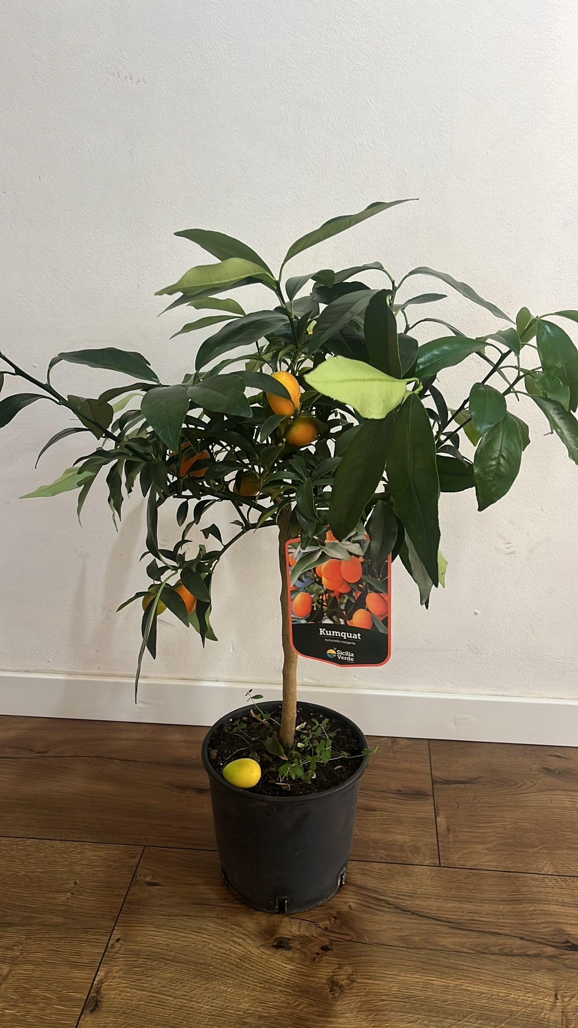 Árbol Kumquat Fortunella Margarita en Maceta - Cítrico Enano Natural (El naranjo enano, naranjo chino, naranja cherry o Kumquat) - Planta de Exterior para Terraza y Jardín