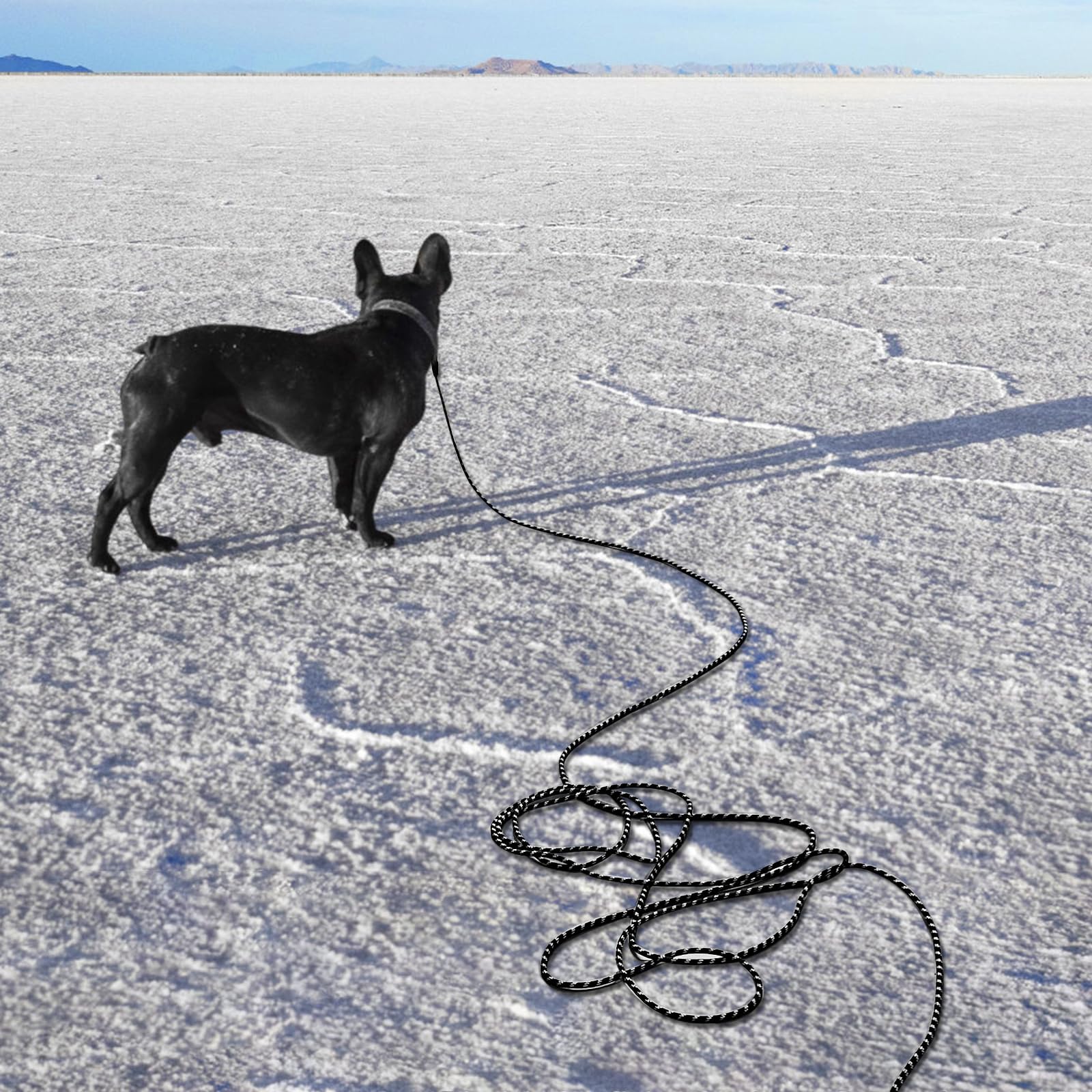 Guinzaglio per Cani Addestramento, 2m/3m/5m/10m/20m/30m Lungo Nylon Guinzaglio Cani Resistente Leggero con Impugnatura, Riflettente Lunghina Cane, Adatto per Tutti i Cani