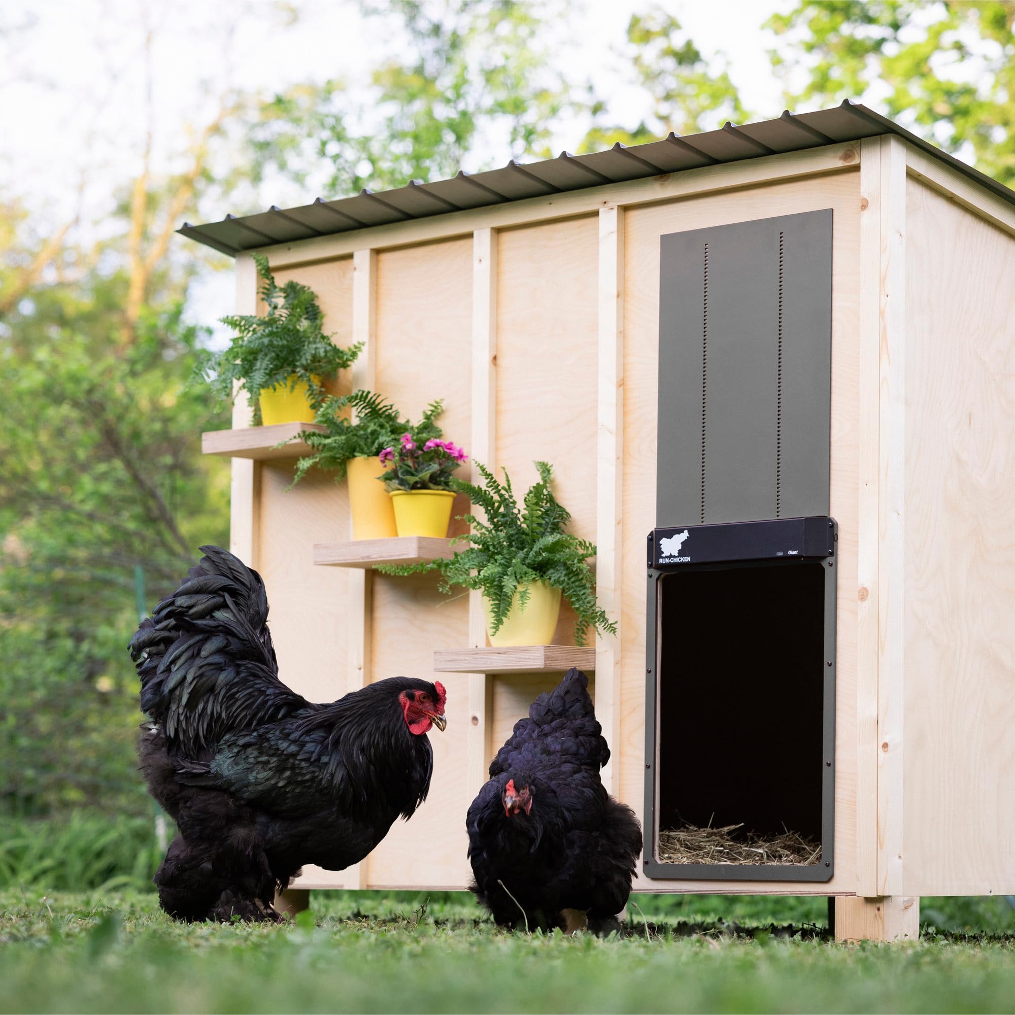 Porta automatica Run-Chicken GIANT grigia per grandi volatili. Apertura 36 x 50 cm, alluminio resistente alle intemperie. Timer o GPS e sistema di sicurezza anti-schiacciamento.