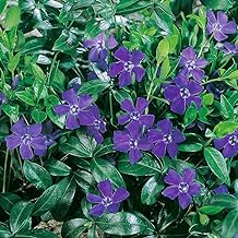 Vinca Minor Plug Plants. 'Hawaii'. Periwinkle. Fantastic Ground Cover. Medium Plug Plants x 4. Available from Bedwen Plants.