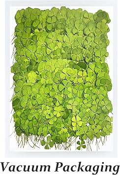 Dried Pressed Flowers Leaves, HEISENLIN 42PCS Real Natural Four Leaf Clovers for Art DIY Crafts Embellishment Decors Craft Resin Jewelry Card Making DIY Scrapbooking