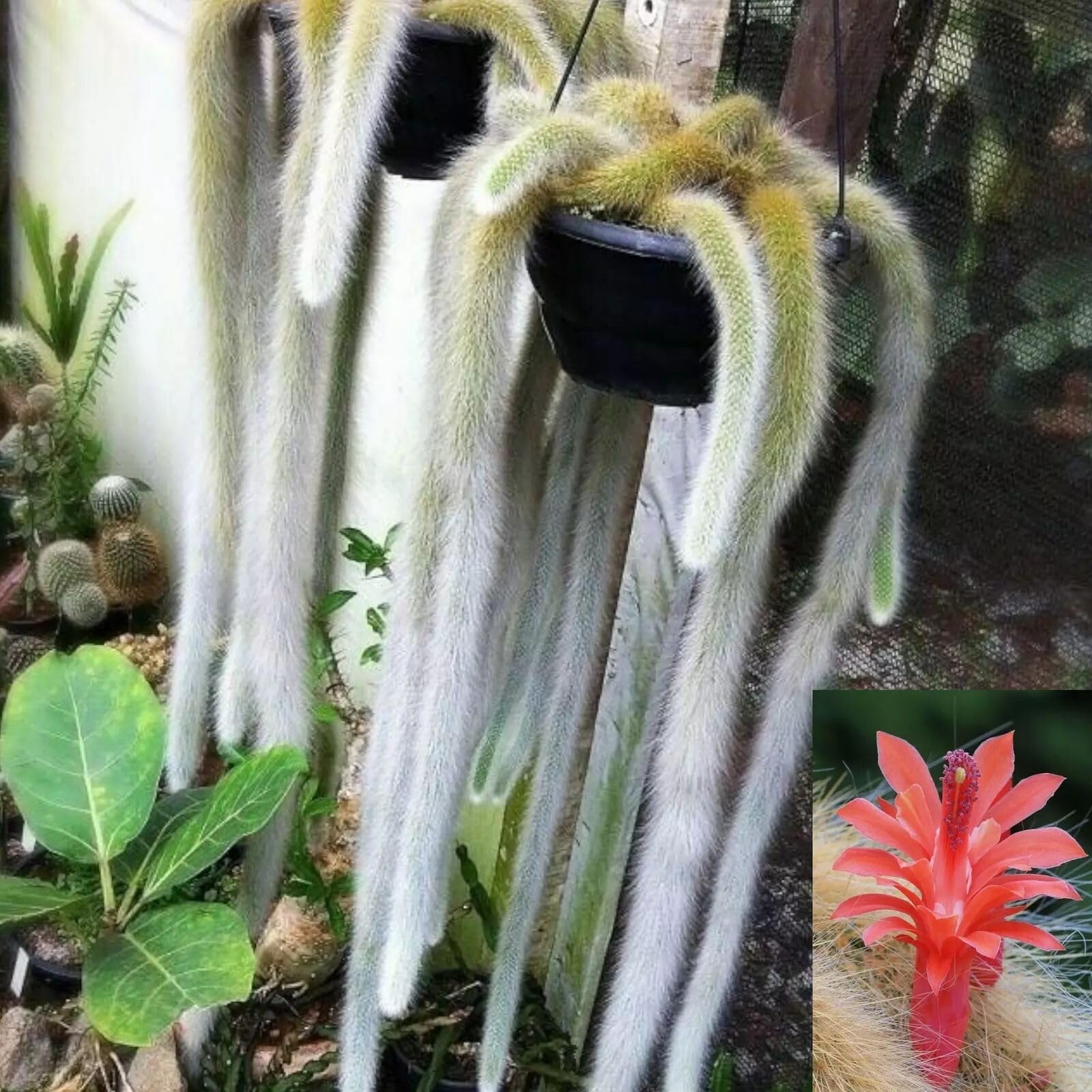 Monkey Tail Cactus Hildewintera colademononis 4 Inch Pot