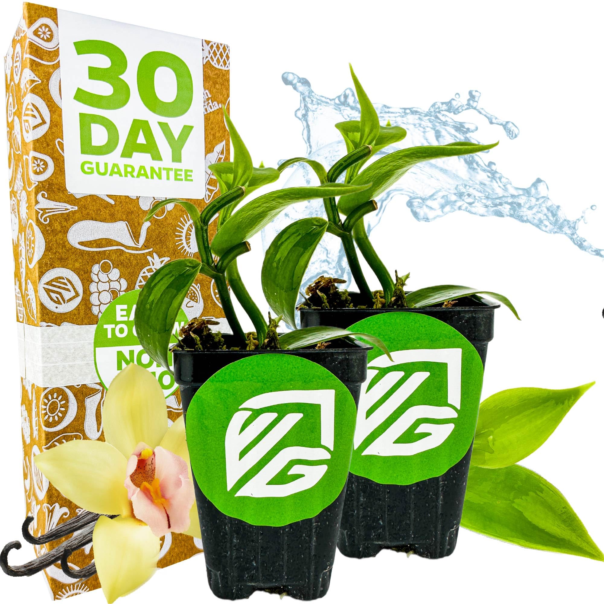 Vanilla Bean Orchid Live Plant (2-Pack) - Vanilla planifolia by Wellspring Gardens - Fragrant Vanilla Beans, Versatile Vine, Tropical Elegance, Aromatic Treasure - Vanilla Bean Starter Plant