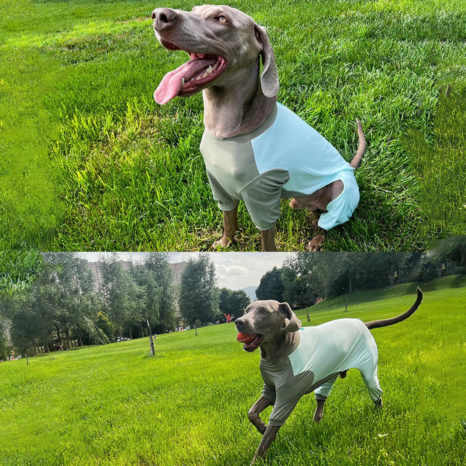 Camisas para Perros Greyhound para Perros Medianos Y Grandes, Protección Solar De Verano, Camiseta Fresca UV, Ligera, Transpirable, De Secado Rápido, Ropa De Refrigeración para Perros