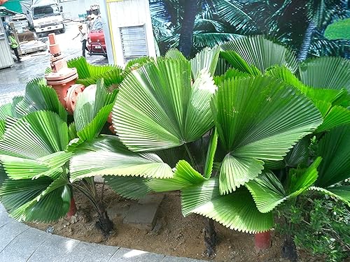 Miniatura 5 de Vanuatu Fan Palm - Palma abanico con volantes - 5 plantas vivas en macetas de cultivo de 4 pulgadas - Licuala Grandis - Palmas ornamentales
