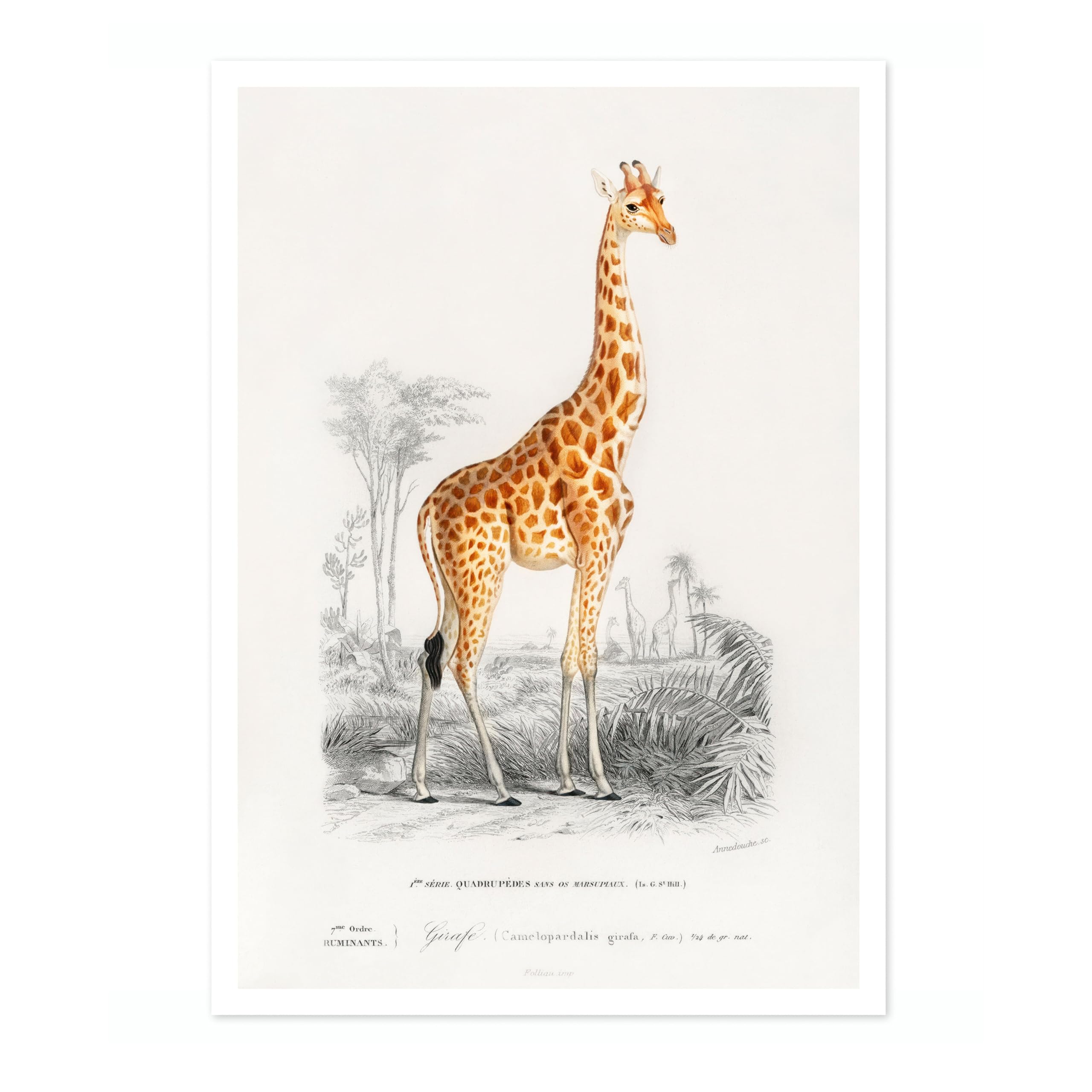 Animato Giraffe Charles Dessalines D'Orbigny Poster, Vintage Botanical Prints, Encyclopedia Retro Wall Art Home Decor, Archival Matte, A5 (Print Only) - 21x14.8cm — image 1
