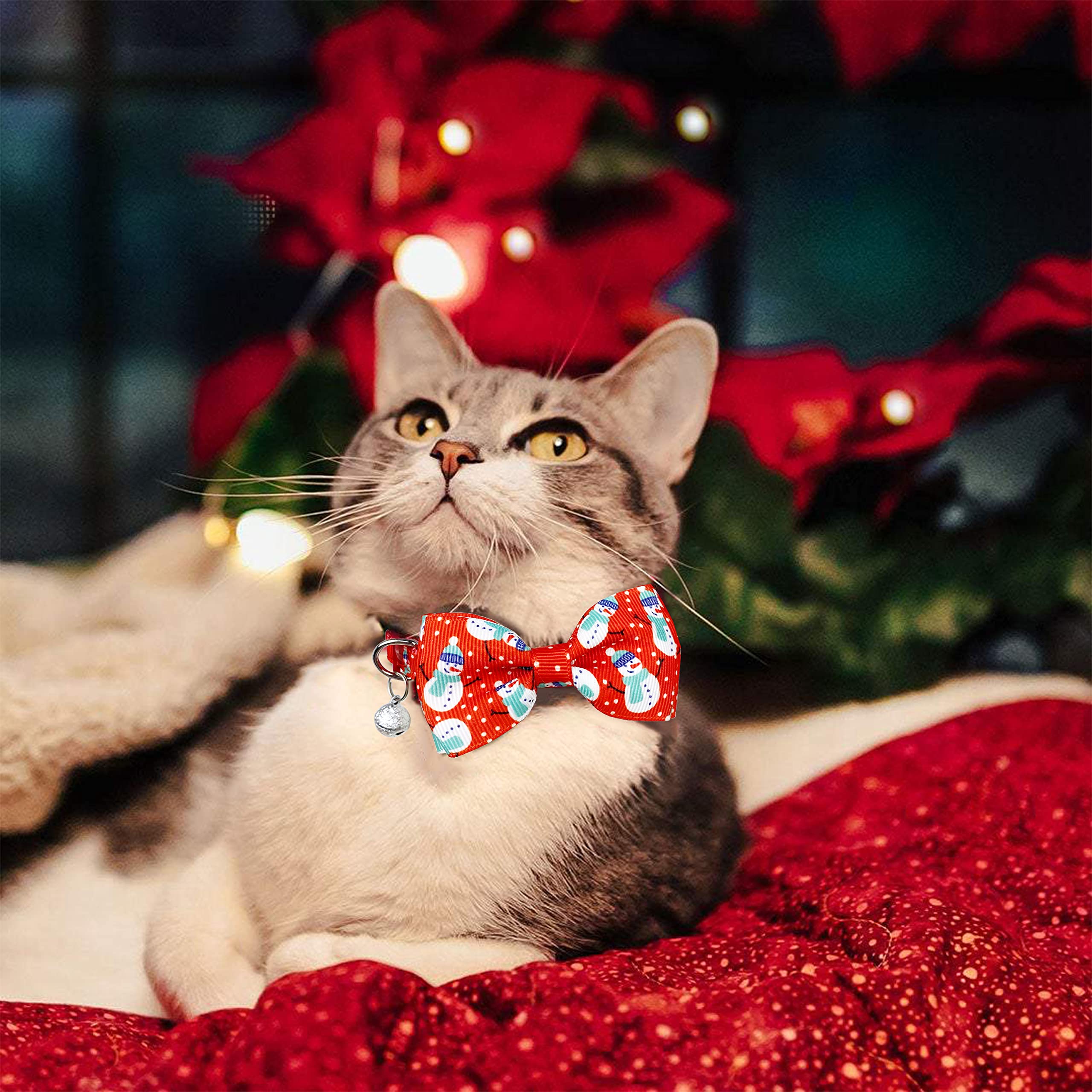 cat red bow tie