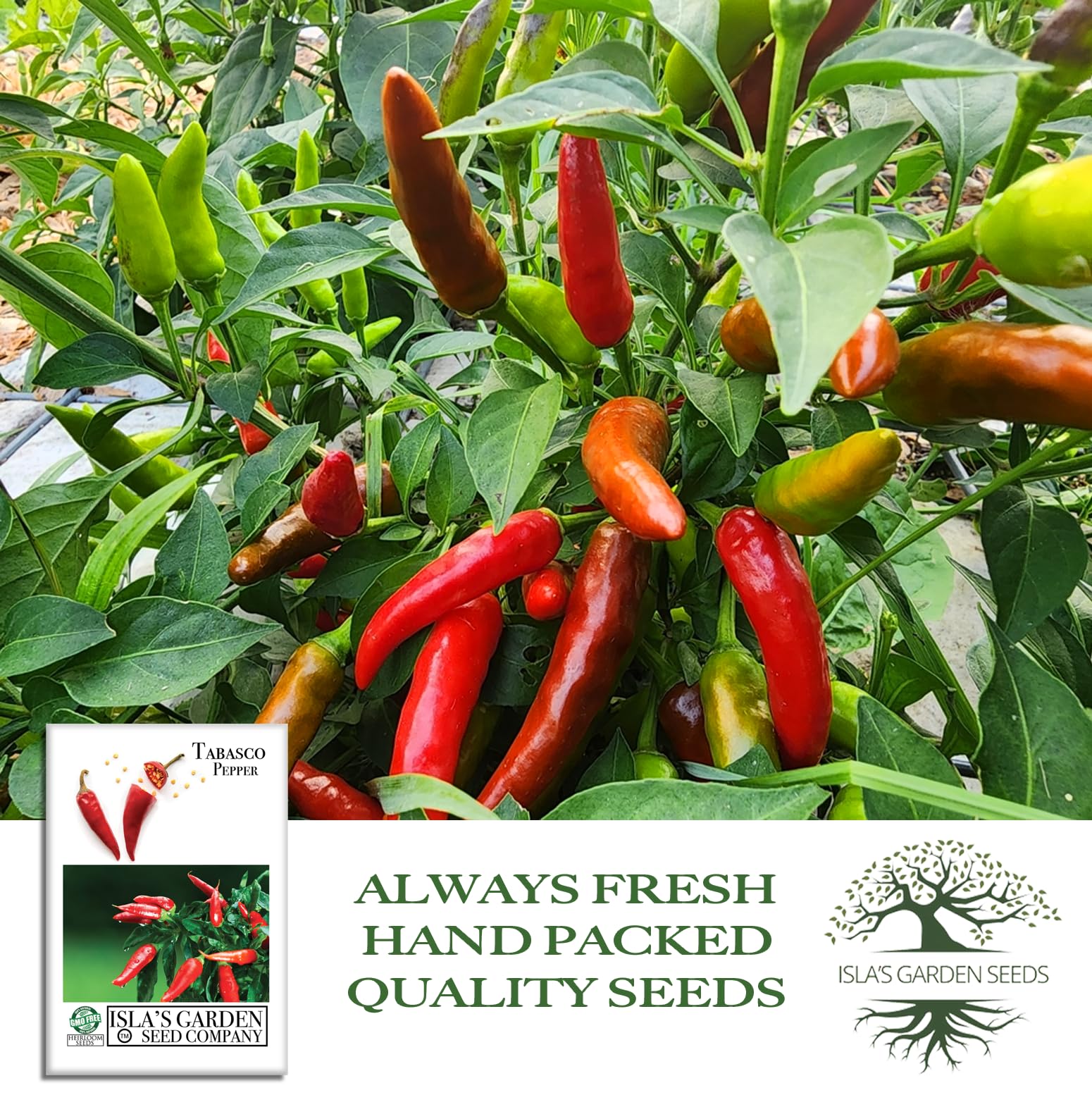 Amazon.com : Tabasco Red Hot Chili Pepper Seeds (Capsicum frutescens)  50+  Non-GMO Heirloom Seeds by Isla's Garden Seeds, Fiery Compact Variety  Producing Red Peppers w Bold Tangy Heat, Hot Sauces, Salsas