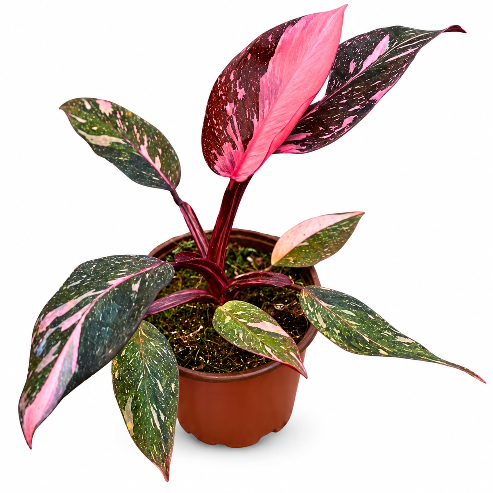Amazon.com : Philodendron Pink Princess Live Plant - Rare