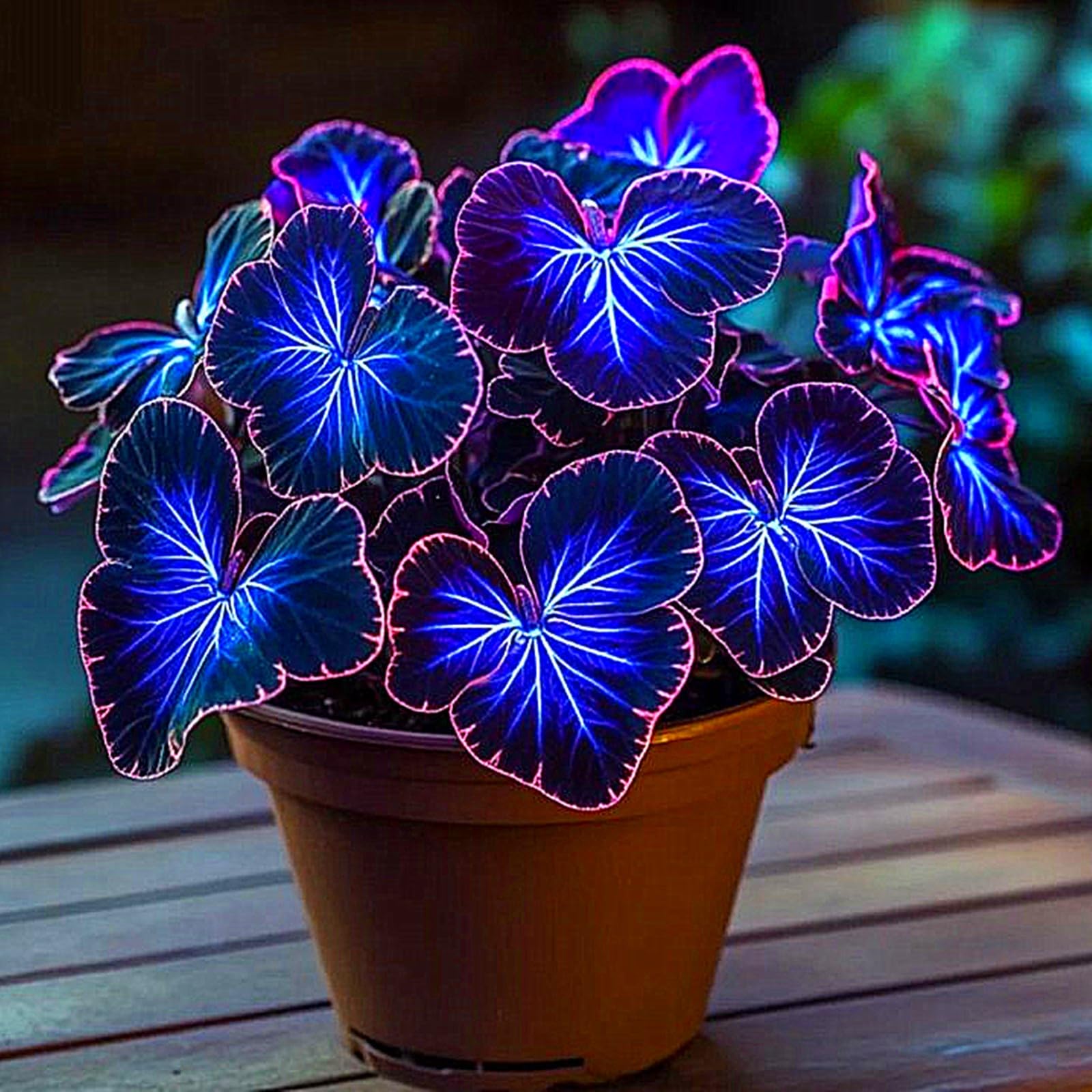 Mix Hosta Plant Now, Surprise Growth, Garden Decoration, No Watering Required, Easy to Maintain, Suitable for Autumn-15 Bulbs-I