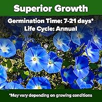 Vista 256 de HOME GROWN Más de 1000 semillas de cilantro para plantar en interiores o exteriores, hierbas tradicionales sin OMG, semillas de plantas de cilantro