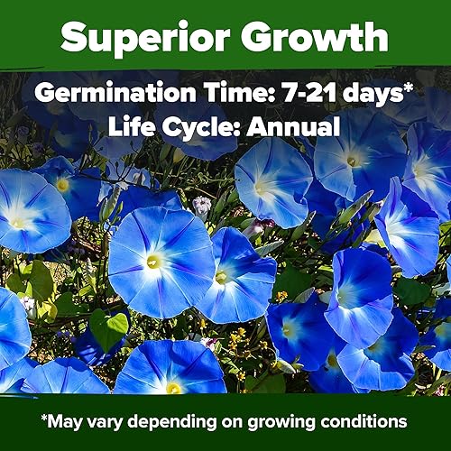 Miniatura 195 de HOME GROWN Semillas de girasol para plantar Más de 520 semillas de girasol de mamut gigante para plantar paquete a granel reliquia, alta