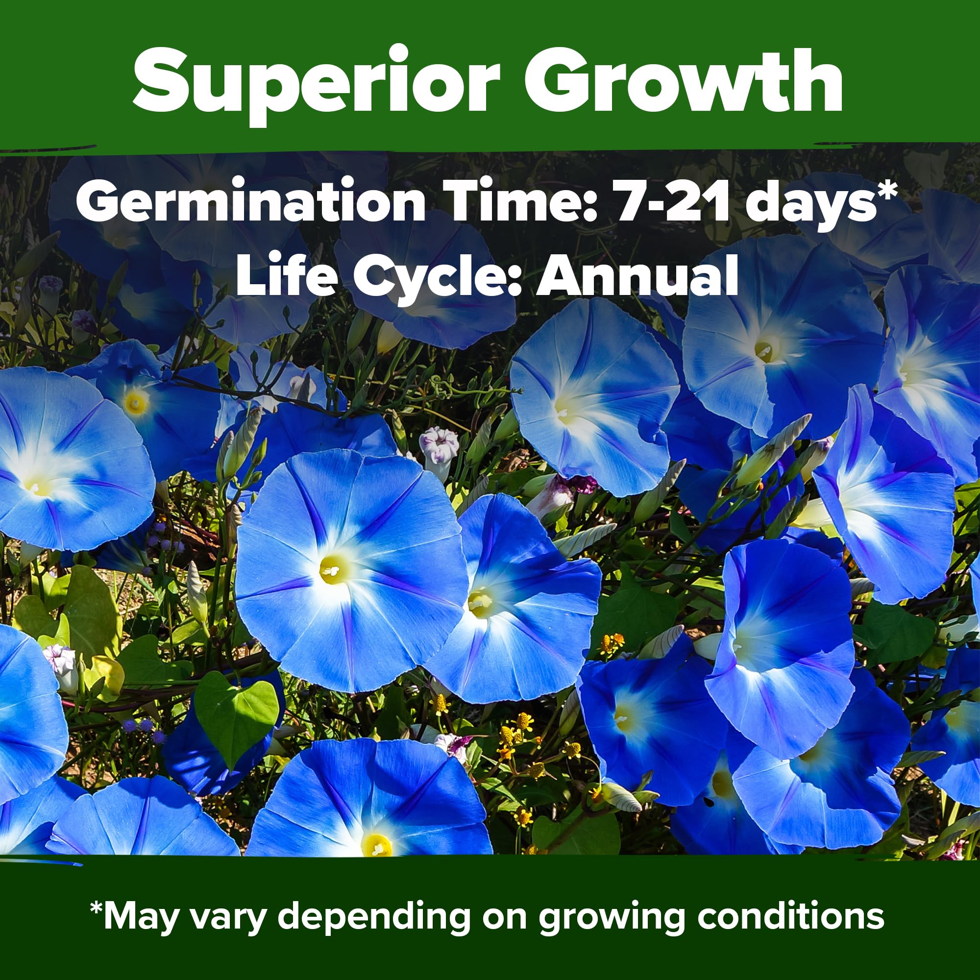 HOME GROWN - ONE DAY / 3 seconds (7”) Amazon.com : HOME GROWN Wildflower & Morning Glory Seeds