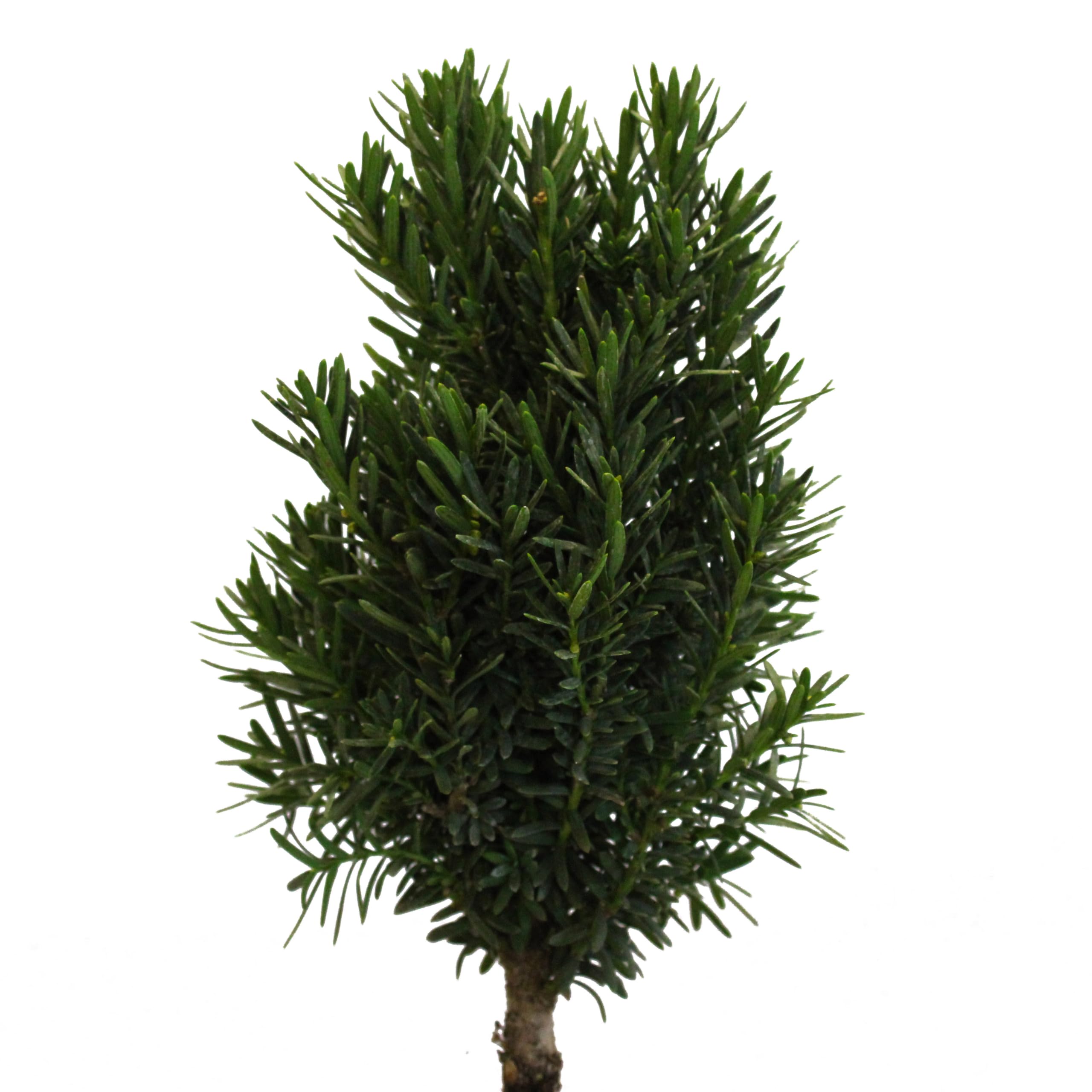 KENTIS - Bonsái de Tejo Japonés - Bonsái Taxus Cuspidata - Plantas Auténticas de Exterior - Maceta de Cerámica - Altura 30-35 cm Maceta Ø 19 cm