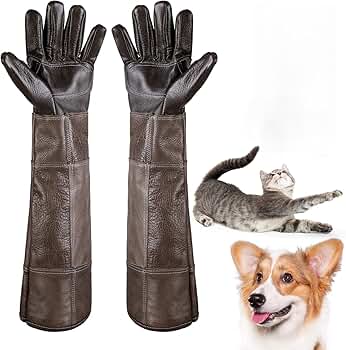 飼犬手噛 maxresdefault.jpg