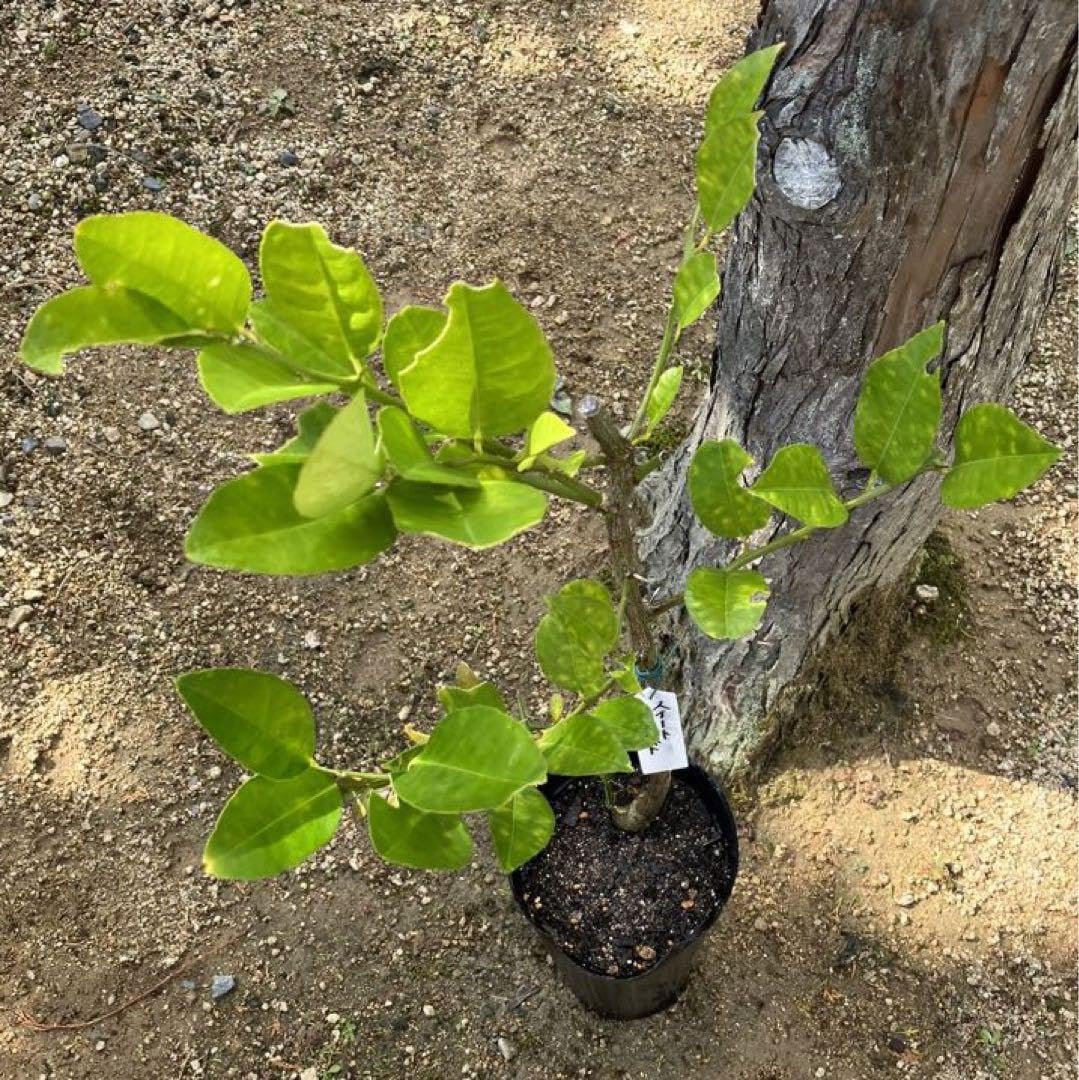 Amazon.co.jp: 無農薬 レモン︎ スイートレモネード ︎ レモネード