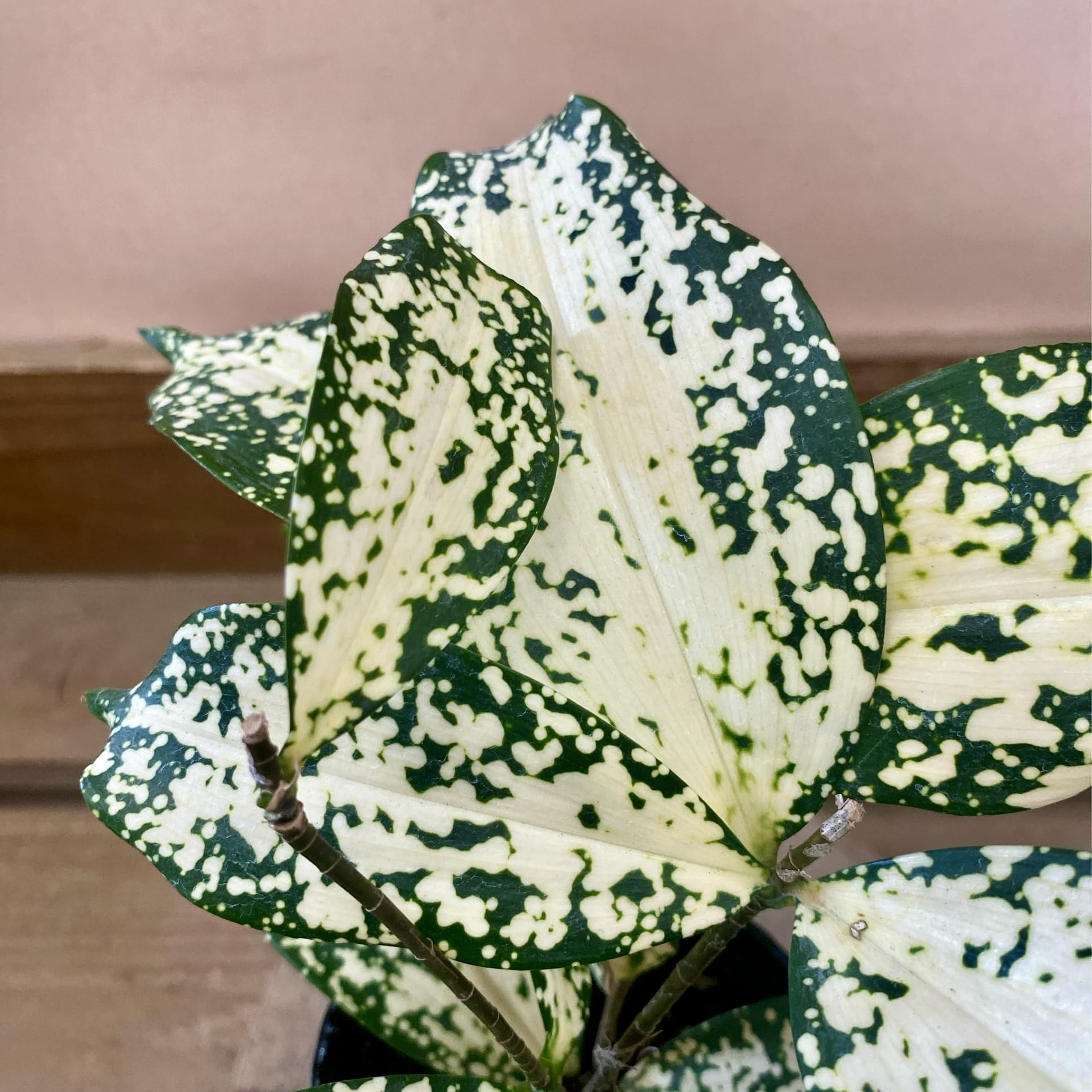 Amazon｜観葉植物 ドラセナ ゴッドセフィアナ｜観葉植物 オンライン通販