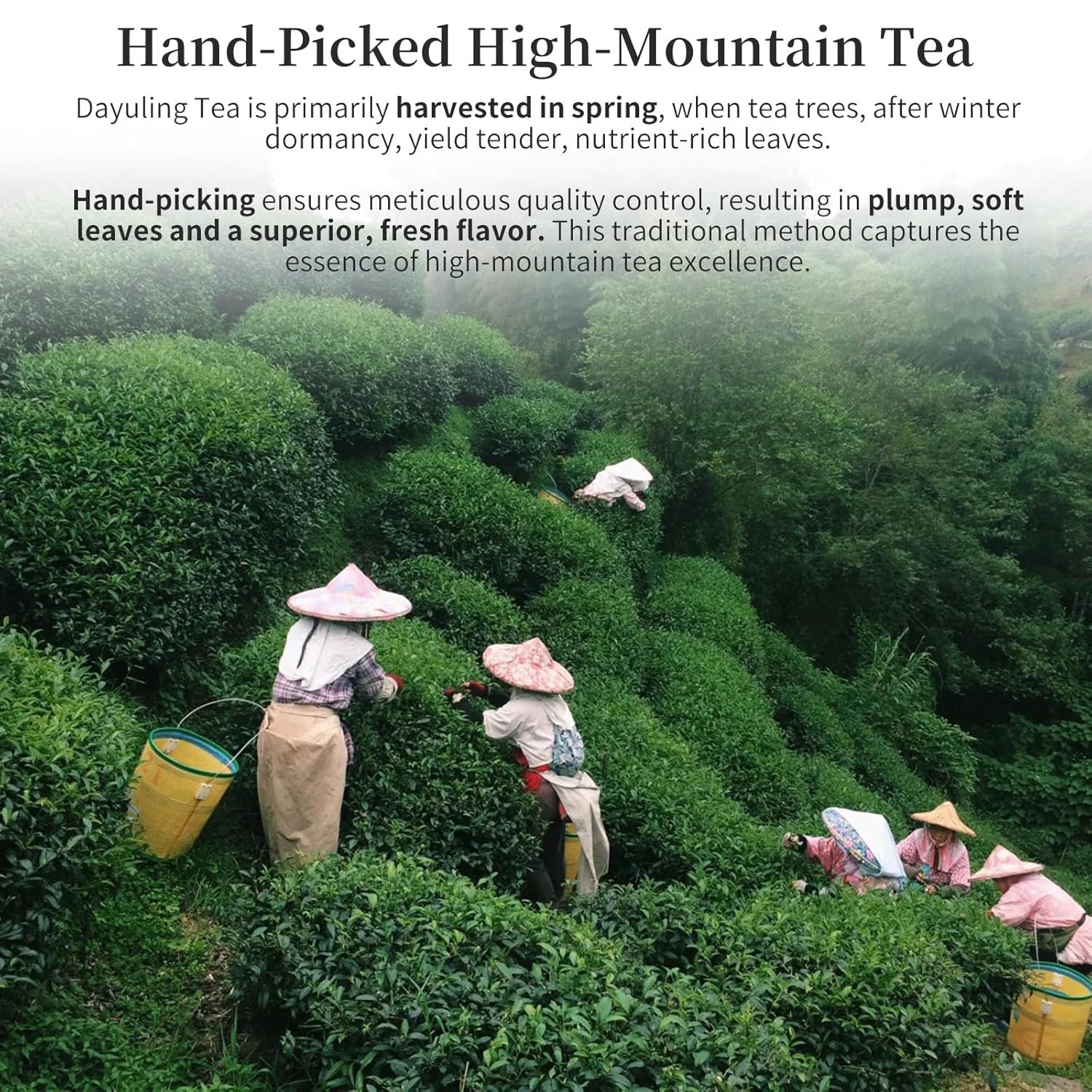 Yuexi Dayuling Oolong Tea Loose Leaf Dayuling Tea Taiwan Tea High Mountain Oolong Tea Da Yu Ling Taiwan Gaoshan Ulong 台湾高山茶 大禹岭 台湾茶 乌龙茶 150g/5.29oz