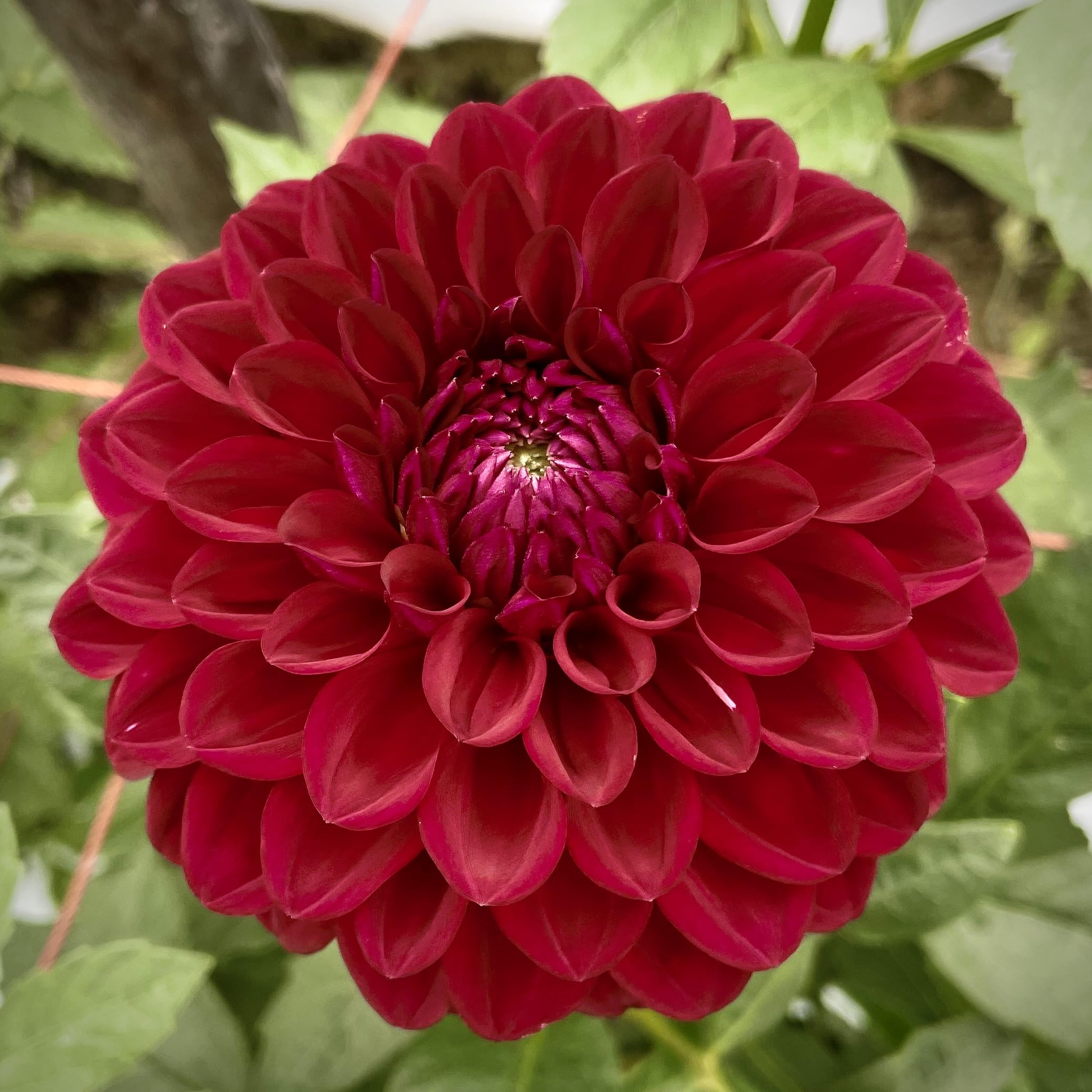Amazon.co.jp: ダリア 球根 恋紅 こいべに 2球 花農家 正規品 中