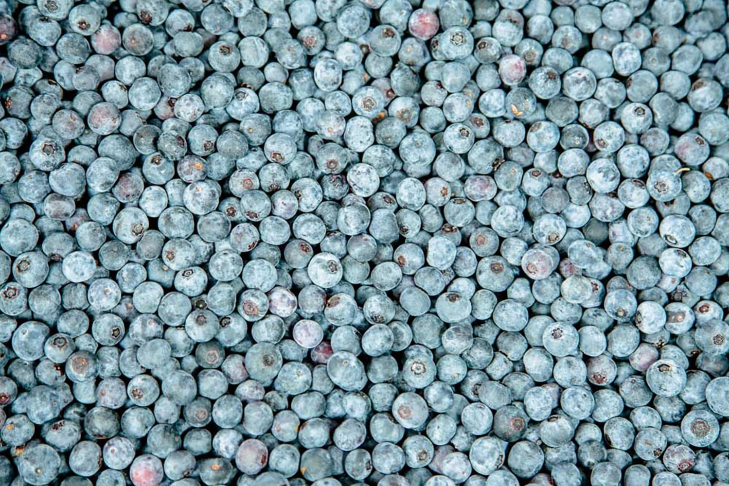 Perfect Plants Powder Blue Blueberry Live Plant, 3 Gallon, Includes Care Guide